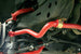 UMI Performance 78-88 GM G-Body Solid Front & Rear Sway Bar Kit - DFW Speed Syndicate